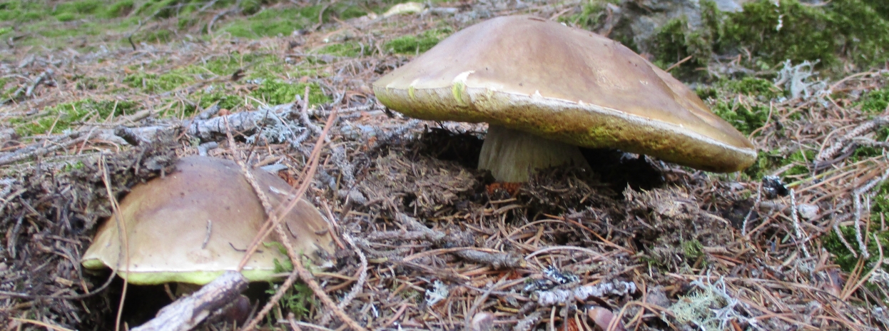 Italian Porcini
