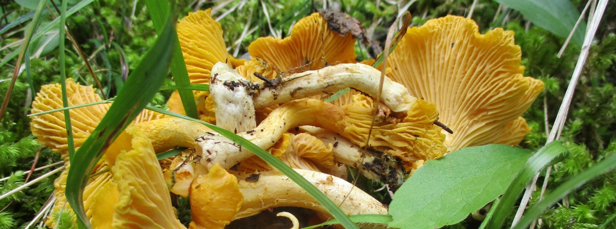 Chanterelles