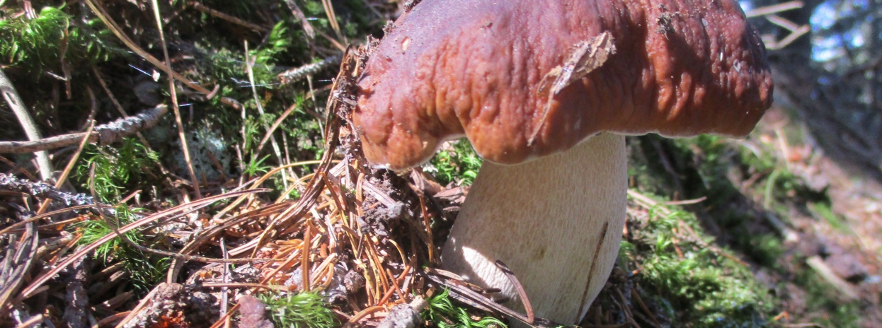 Fresh Seasonal Wild Mushrooms!
